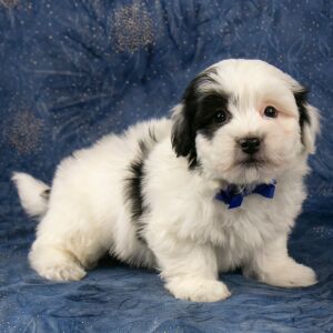 Havanese Puppy Bennett