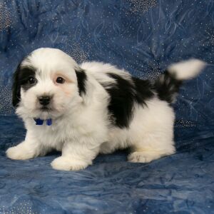 Havanese Puppy Bennett