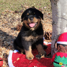 Rottweiler Puppy Simba