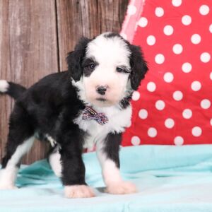 Sheepadoodle Puppy Atlas