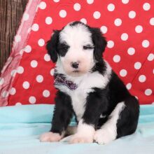 Sheepadoodle Puppy Atlas