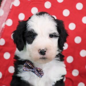 Sheepadoodle Puppy Atlas