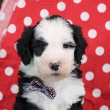 Sheepadoodle Puppy Atlas