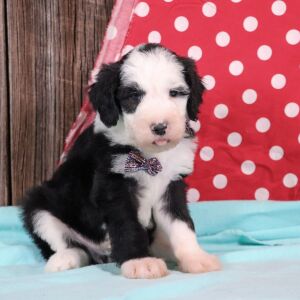 Sheepadoodle Puppy Atlas