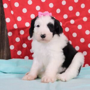 Sheepadoodle Puppy Jill