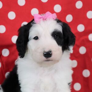 Sheepadoodle Puppy Jill