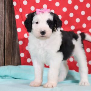 Sheepadoodle Puppy Jill