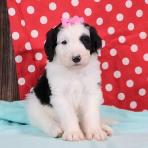 Sheepadoodle Puppy Jill