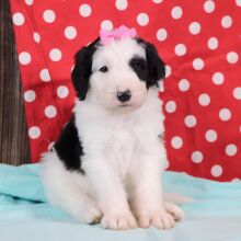 Sheepadoodle Puppy Jill