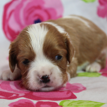 Cavalier King Charles Spaniel Puppy Daniel
