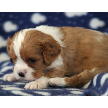 Cavalier King Charles Spaniel Puppy Daniel