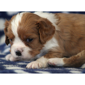 Cavalier King Charles Spaniel Puppy Daniel