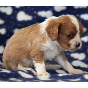 Cavalier King Charles Spaniel Puppy Daniel
