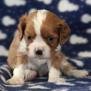 Cavalier King Charles Spaniel Puppy Daniel