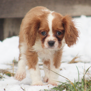 Cavalier King Charles Spaniel Puppy Daniel