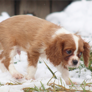 Cavalier King Charles Spaniel Puppy Daniel