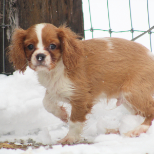 Cavalier King Charles Spaniel Puppy Daniel
