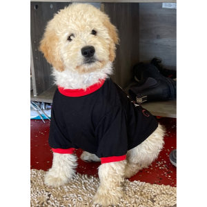 Goldendoodle Puppy Jo Jo