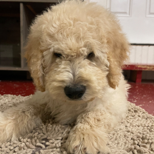 Goldendoodle Puppy Jo Jo