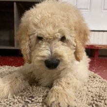 Goldendoodle Puppy Jo Jo