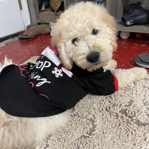 Goldendoodle Puppy Jo Jo