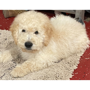Goldendoodle Puppy Jo Jo