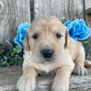 Golden Retriever Puppy Christina