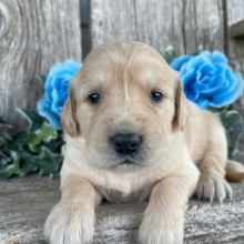 Golden Retriever Puppy Christina