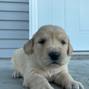 Golden Retriever Puppy Christina