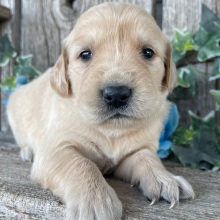 Golden Retriever Puppy Christina