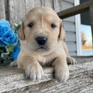 Golden Retriever Puppy Christina