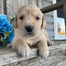 Golden Retriever Puppy Christina