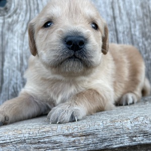 Golden Retriever Puppy Brooklyn