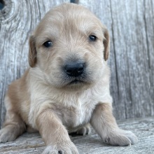 Golden Retriever Puppy Brooklyn