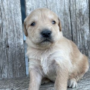 Golden Retriever Puppy Brooklyn