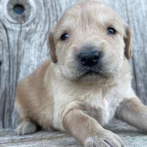 Golden Retriever Puppy Brooklyn