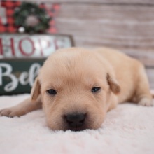 Labrador Retriever Puppy Elsa