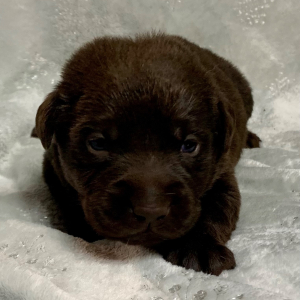 Labrador Retriever Puppy Stormy