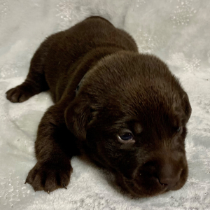 Labrador Retriever Puppy Stormy