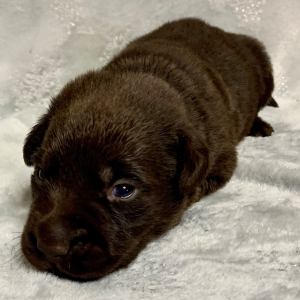 Labrador Retriever Puppy Stormy