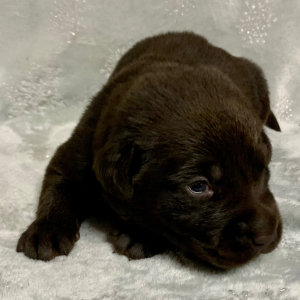 Labrador Retriever Puppy Stormy