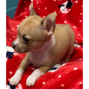 Chihuahua Puppy Gina