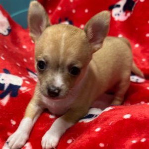 Chihuahua Puppy Gina