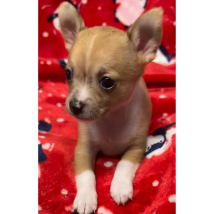 Chihuahua Puppy Gina