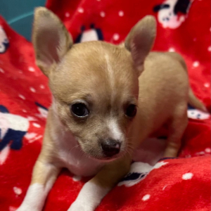 Chihuahua Puppy Gina