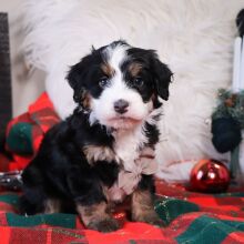 Bernedoodle Puppy Asher