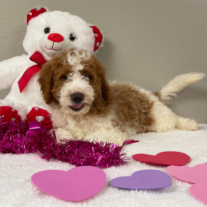 Goldendoodle Puppy Aron