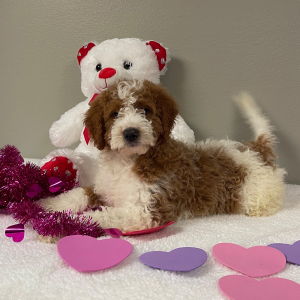 Goldendoodle Puppy Aron