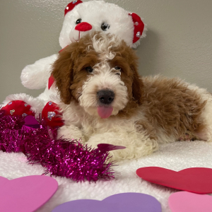 Goldendoodle Puppy Aron