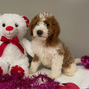 Goldendoodle Puppy Aron